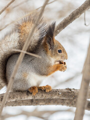 The squirrel with nut sits on tree in the winter or late autumn