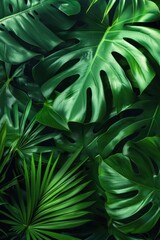A tropical leaves,foliage plant with color space background