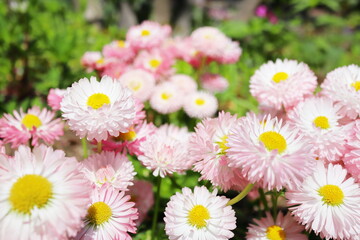 パステルピンクのデイジーの花