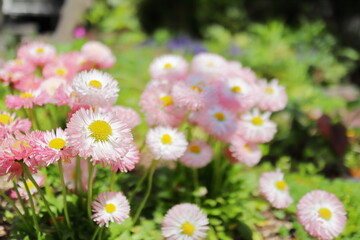パステルピンクのデイジーの花