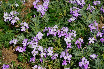 Obraz premium Matthiola tricuspidata flowers in the spring, in Attica, Greece