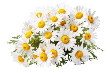 Whispers of Sunshine: A Serene Bouquet of White and Yellow Daisies on White or PNG Transparent Background.
