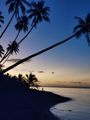 Fototapeta premium Person and trees at sunset