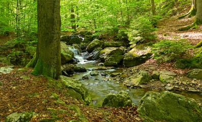 Obraz premium Beautiful view of a stream in a forest in Spa