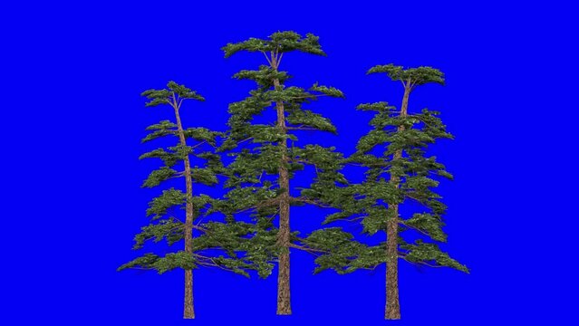 3D huangshan pine tree cluster with wind effect on blue screen 3D animation. You can easily key out (remove) the blue screen with just one click using any video editor.
