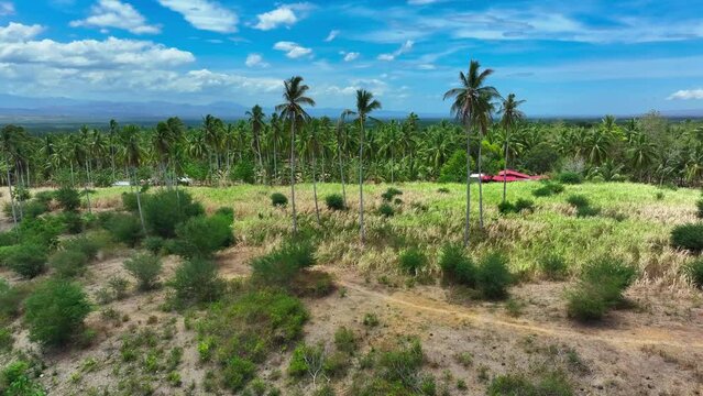 Aerial flight over Tropical palm trees forest growing in scenic suburb district of South Cotabato, Philippines. Beautiful sunny day with house and red roof in idyllic nature of Asia.