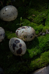 quail eggs in the grass