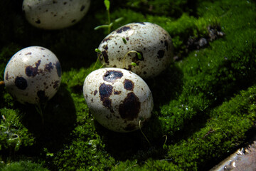 quail eggs in the grass