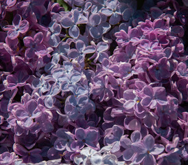 Purple lilac background