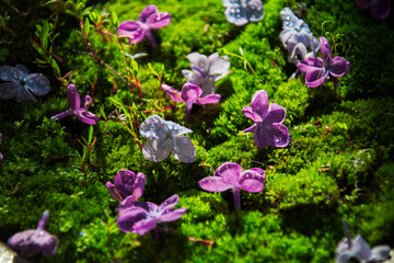 purple flowers  with green moss 