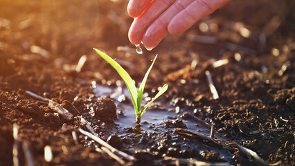 Naklejka premium Closeup of farmer's hand watering corn seedling in field