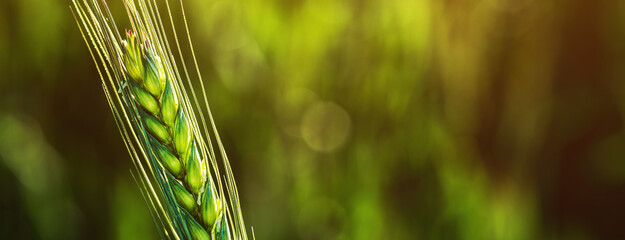Ear of wheat in field, closeup of green crop during early growth stage