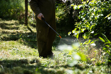 Gardener sprays trees in the garden against diseases and insects.