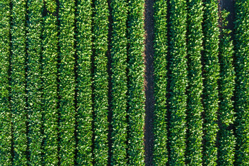 Soybean (Glycine max) cultivated crop field from drone pov, directly above