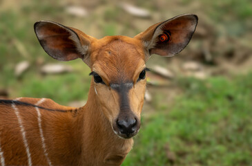 Portrait of a Nyala with Selective focus