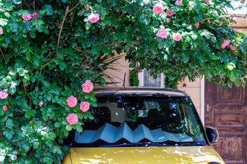 住宅の駐車場の黄色い自動車とピンクのバラ