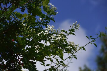Jasmine, or Jasminum officinale vine with white flowers in the spring