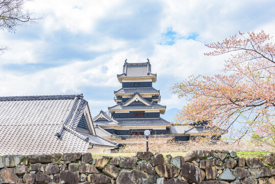 Matsumoto-jo (Matsumoto Castle) with sakura cherry blossoms in Nagano Prefecture, National Treasure of Japan
