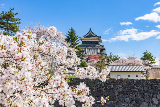 Matsumoto-jo (Matsumoto Castle) with sakura cherry blossoms in Nagano Prefecture, National Treasure of Japan