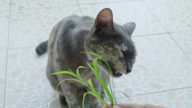 Calico cat or Tortoiseshell cat catnip or Nepeta cataria eating grass, Herb Medical