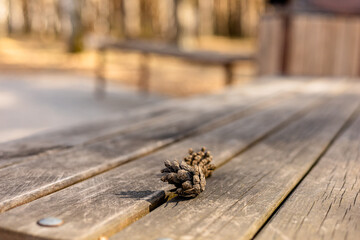 Close up of cones on a wooden bench in a public park. Long-lasting, eco-friendly outdoor furnishing, copy space, selective focus