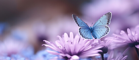 Butterfly and Flowers