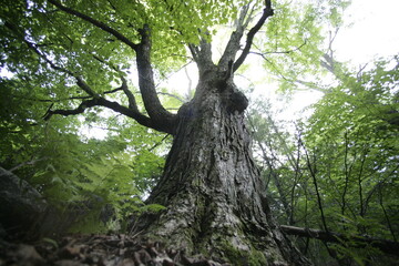 Naklejka premium Ancient trees of the forest