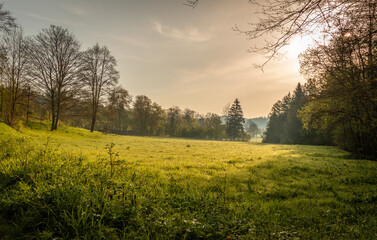 Morgenstimmung im Wald