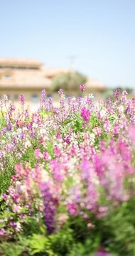 辺り一面の花畑を見渡す映像