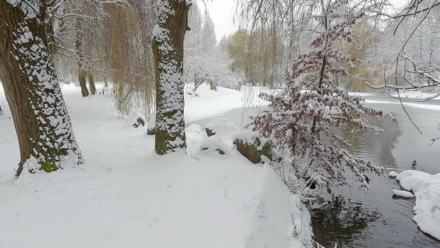 Wintering of wild ducks on the shore of Seret river in Topilche park, Ternopil town, Ukraine, Europe. Picturesque winter scene of city park. 4K video (Ultra High Definition).