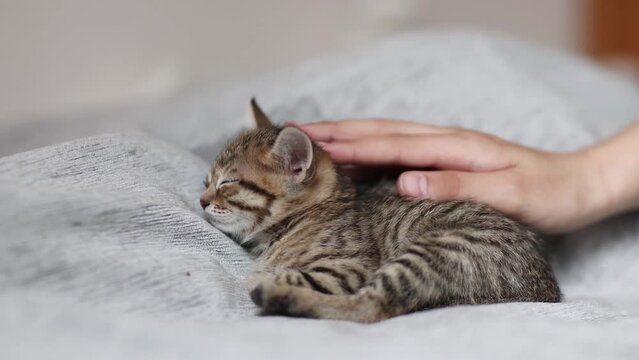 Cute little gray kittens sleep together in a basket being stroked by a woman's hand on a plain background
