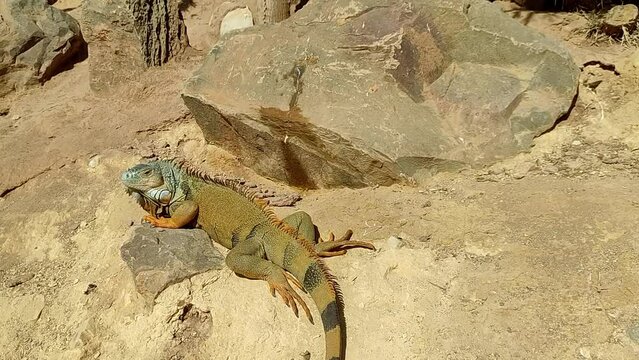Large lizard Agame lies on a stone in the sun of Morocco and relaxes in the dry desert sand