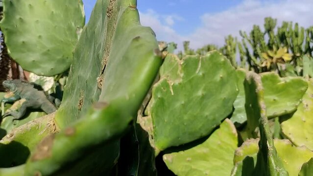 Bearded dragon exe hides and basks in the heat on a large green cactus in Morocco near Baluem Himmelle