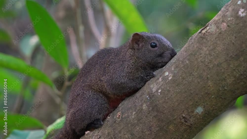 Aufkleber a wild pallas's squirrel spotted resting on the tree, remaining still to avoid detection, blending i