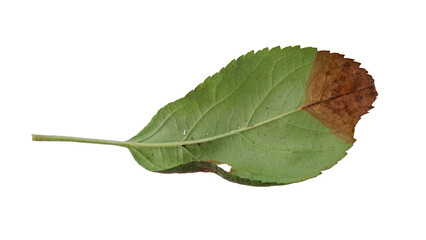 Hollow apple leaves with Isolate Leaves on transparent background. Png file.