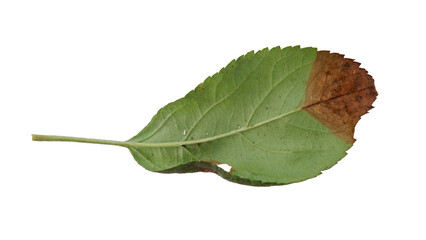 Fototapeta premium Hollow apple leaves with Isolate Leaves on transparent background. Png file.