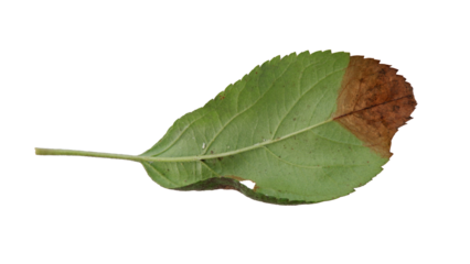 Hollow apple leaves with Isolate Leaves on transparent background. Png file.