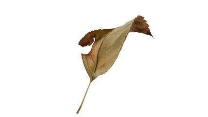 Dried apple leaves with Isolate Leaves on transparent background. Png file.