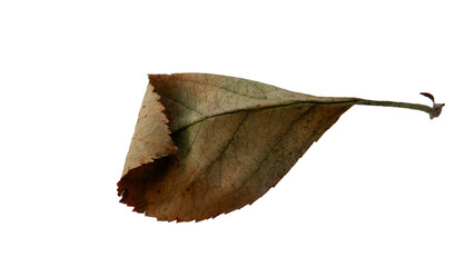 Dried apple leaves with Isolate Leaves on transparent background. Png file.