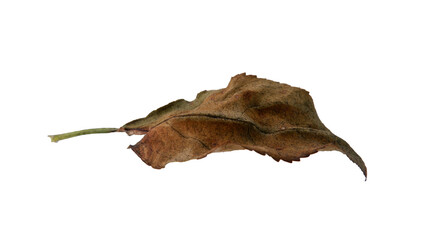 Dried apple leaves with Isolate Leaves on transparent background. Png file.
