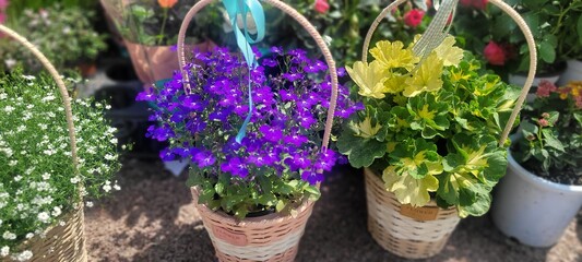 로벨리아와 프리뮬러의 아름다움의 조화