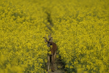 Rehbock im Rapsfeld