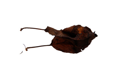 Dried apple leaves with Isolate Leaves on transparent background. Png file.