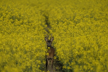Rehbock im Rapsfeld