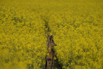 Rehbock im Rapsfeld