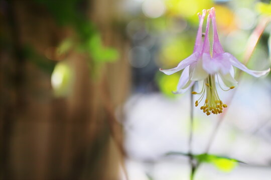 西洋オダマキ ピンクランタンの花