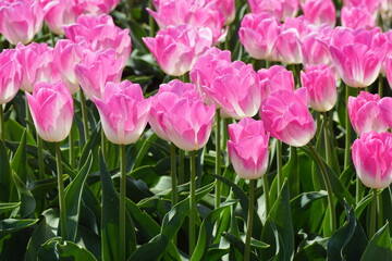 Close up pink white tulips in a Dutch tulip field near the village of Bergen in spring. May, Netherlands
