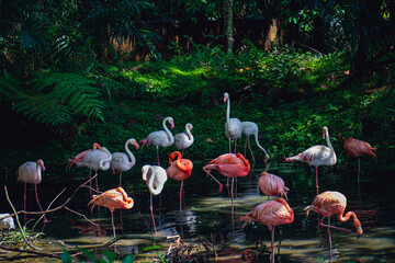 A large flock of Greater Flamingos (Phoenicopterus roseus) in Negara Zoo, Malaysia