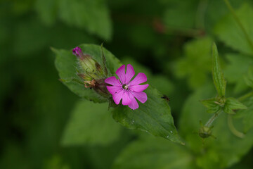 Red champion flower