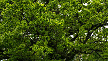 Old tree canopy in spring